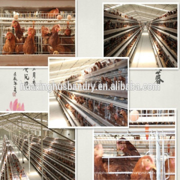 Jaula de transporte profesional de pollo chino de bajo precio